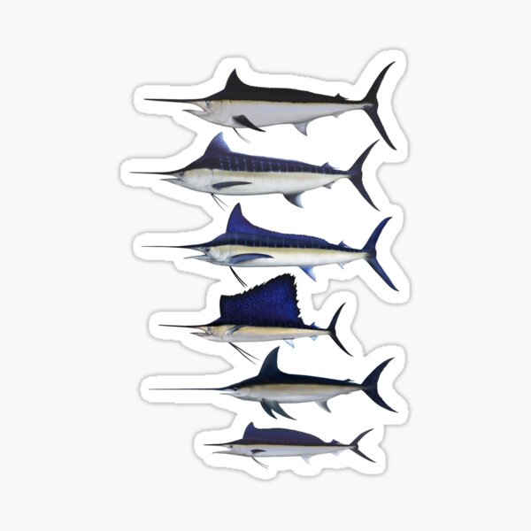 Billfish Stickers for Sale, Free US Shipping