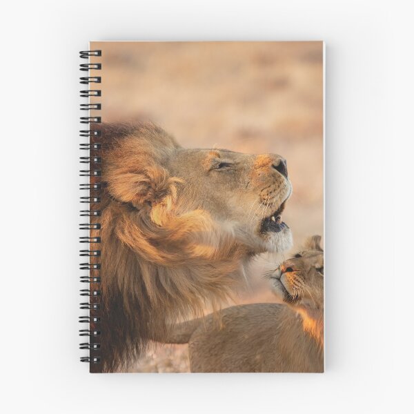 Artikelvorschau, Ein Löwe und sein Junges in Botswana entworfen und verkauft von Kay Brewer.