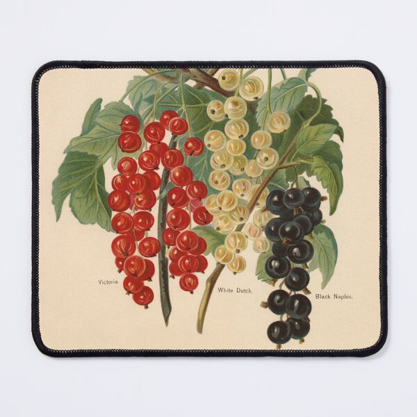 Item preview, Currants from Vintage Antique Fruit Print Series designed and sold by Bruiserstang.
