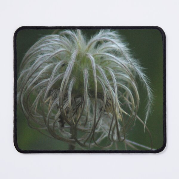 Item preview, Fluffy Clematis designed and sold by Photos, and Drawings, and Hybrids!!!!! Oh my!.