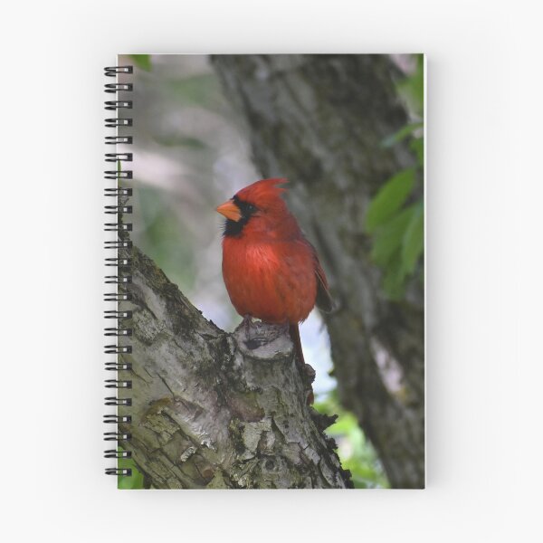 Item preview, Cardinal in the Tree designed and sold by mmcpix.