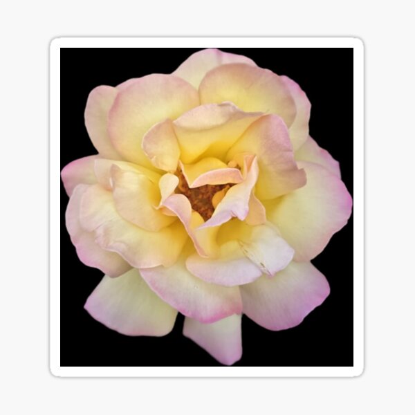 Item preview, yellow and pink rose bloom designed and sold by Lizzilzil.
