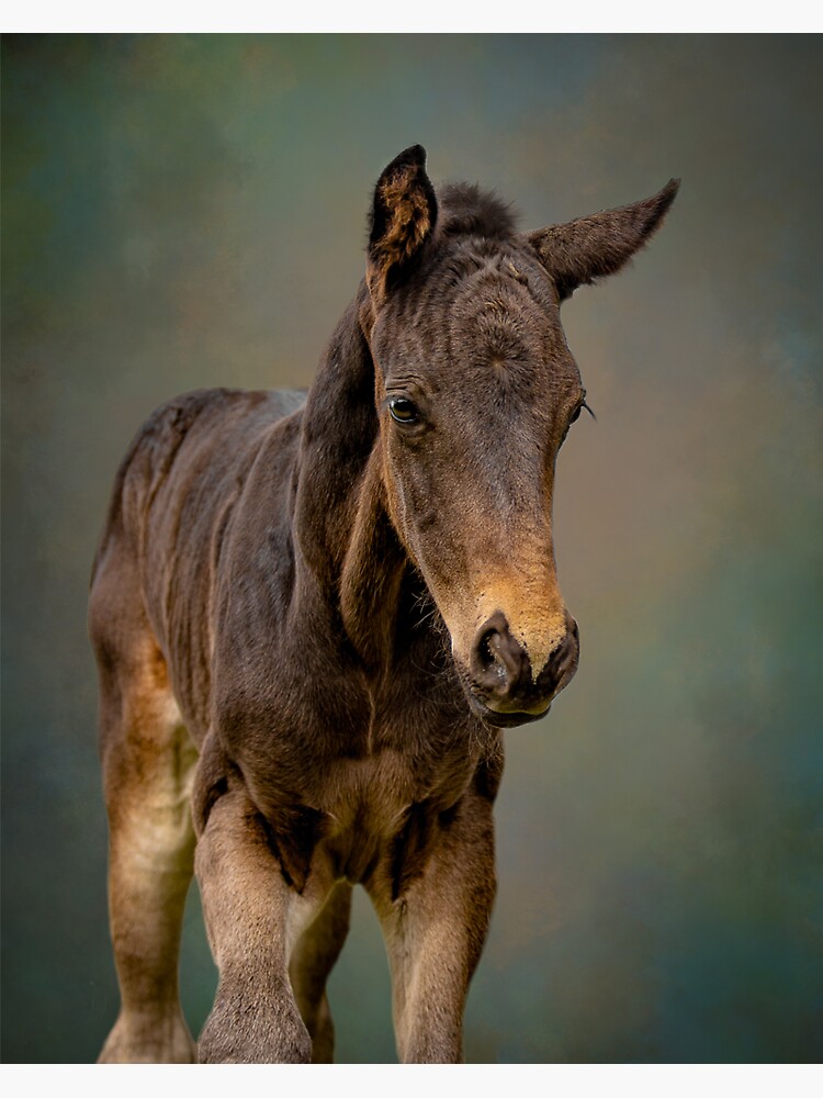 Thumbnail 3 of 3, Sticker, foal, baby horse, colt head designed and sold by PTPhotoLLC.