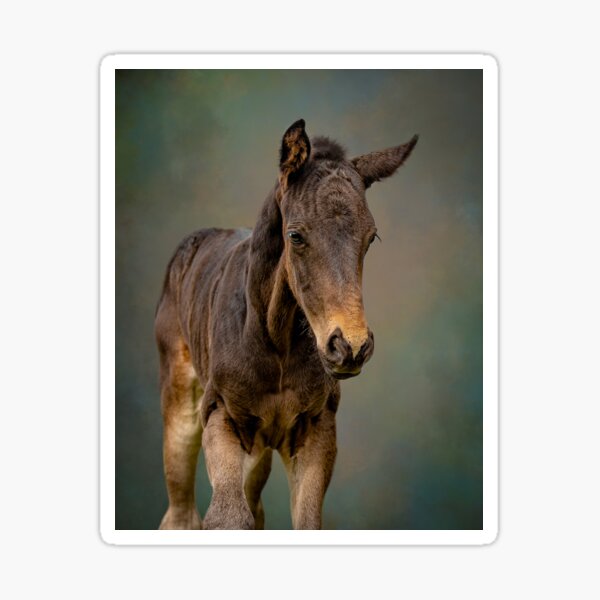 Item preview, foal, baby horse, colt head designed and sold by PTPhotoLLC.