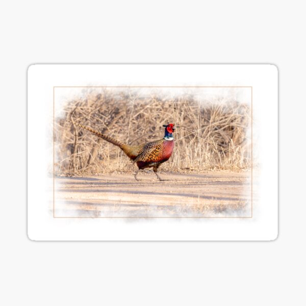 Pretty male Pheasant bird Sticker