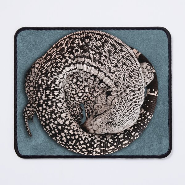 Item preview, Blue Tegu lizard rolled in a ball designed and sold by PTPhotoLLC.