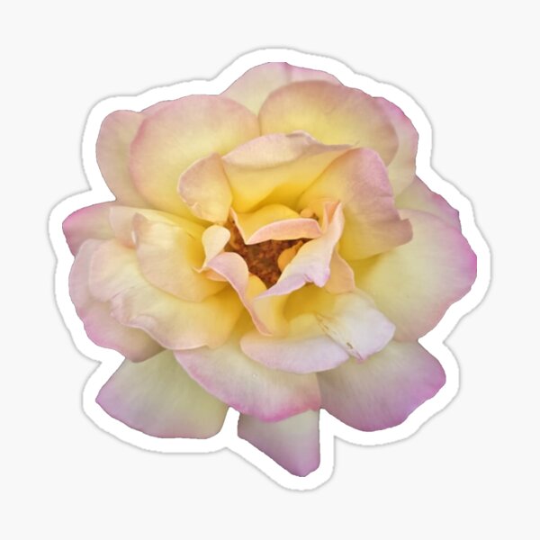 Item preview, yellow and pink rose designed and sold by Lizzilzil.