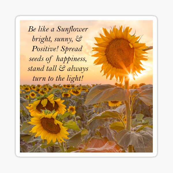 Sunflowers with fun message Sticker