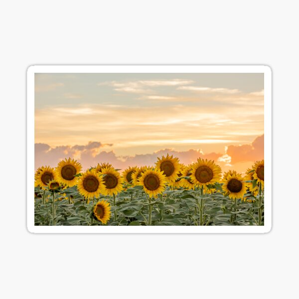 Sunflower field at sunset Sticker