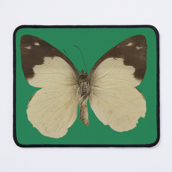 Item preview, Plain Puffin Appias Indra Butterfly Sticker designed and sold by Linklandiya.