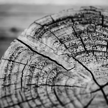 Artwork thumbnail, Age Rings by Tracy Engle