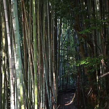 Artwork thumbnail, Bamboo Path by Tracy Engle