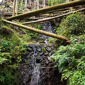 Artwork thumbnail, Forest Drain by Tracy Engle