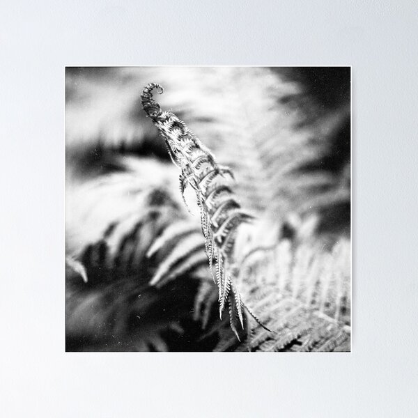 Item preview, about the fern designed and sold by sunside.