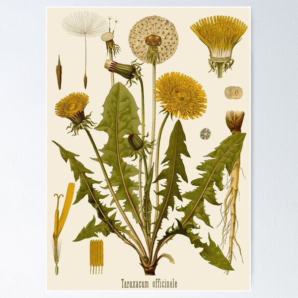 Item preview, DANDELION Antique botanical illustration designed and sold by FLIP-original.