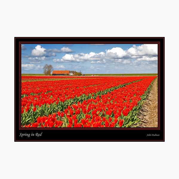 Spring in Red Photographic Print