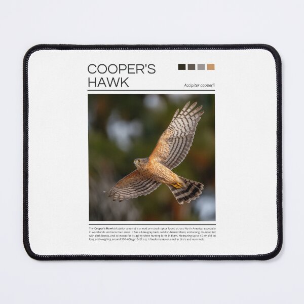 Item preview, Cooper’s Hawk designed and sold by StudioRedKoala.