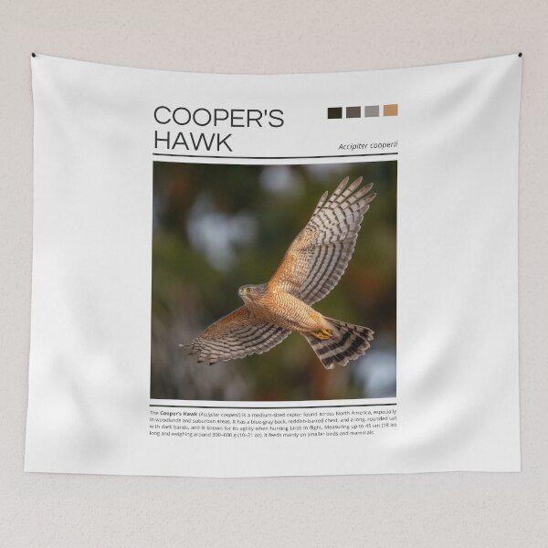 Item preview, Cooper’s Hawk  designed and sold by StudioRedKoala.