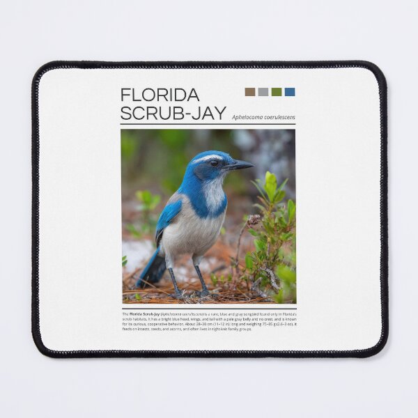 Item preview, Florida Scrub-Jay designed and sold by StudioRedKoala.