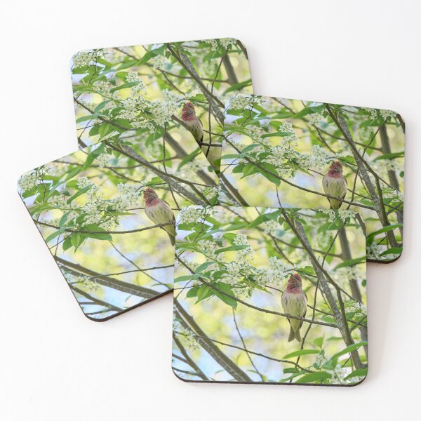 Item preview, Songs from the bird cherry. Scarlet rosefinch designed and sold by Jouko Lehto Photography.