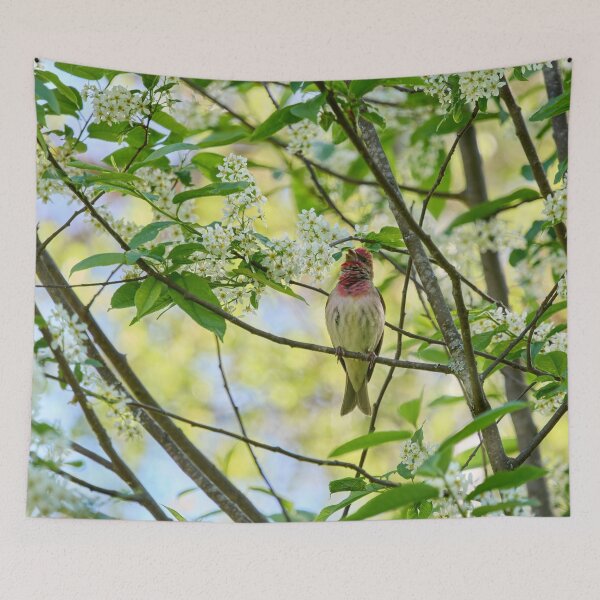 Item preview, Songs from the bird cherry. Scarlet rosefinch designed and sold by Jouko Lehto Photography.