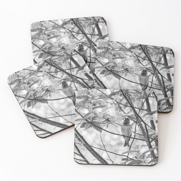 Item preview, Songs from the bird cherry. Scarlet rosefinch bw designed and sold by Jouko Lehto Photography.