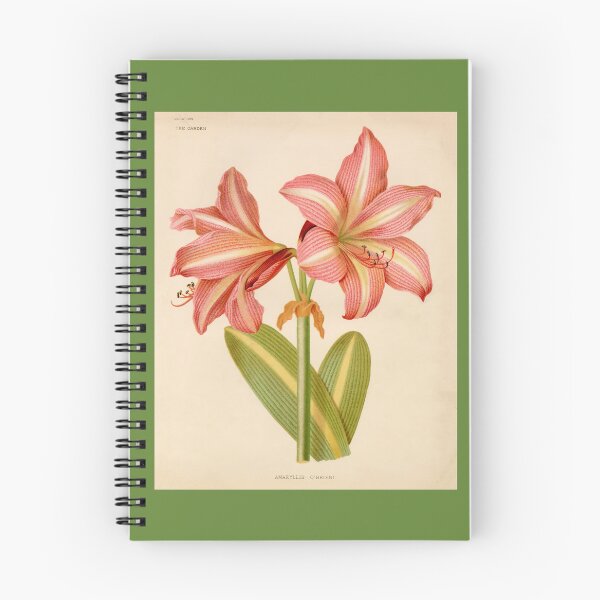 Item preview, Vintage Amaryllis O’Brieni Floral Print designed and sold by Bruiserstang.
