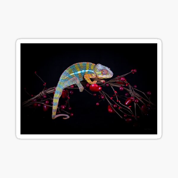 Panther Chameleon with Valentine hearts  Sticker