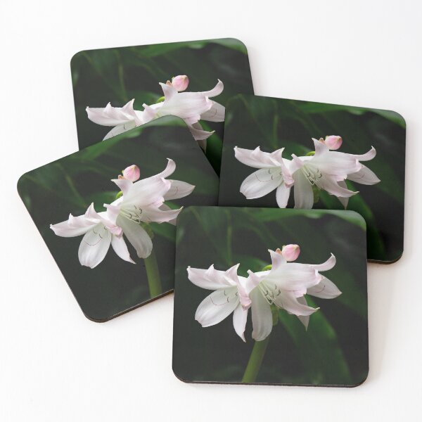 Item preview, Lily at Jose Do Canto Botanical Garden designed and sold by Kathy Weaver.