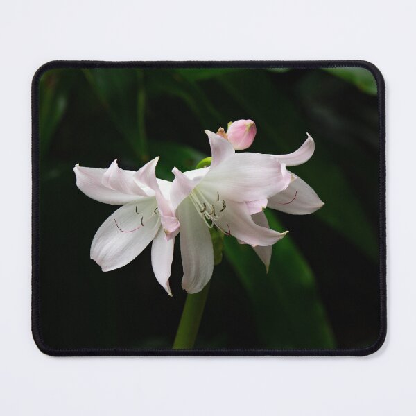 Item preview, Lirio en el Jardín Botánico José Do Canto designed and sold by Kathy Weaver.