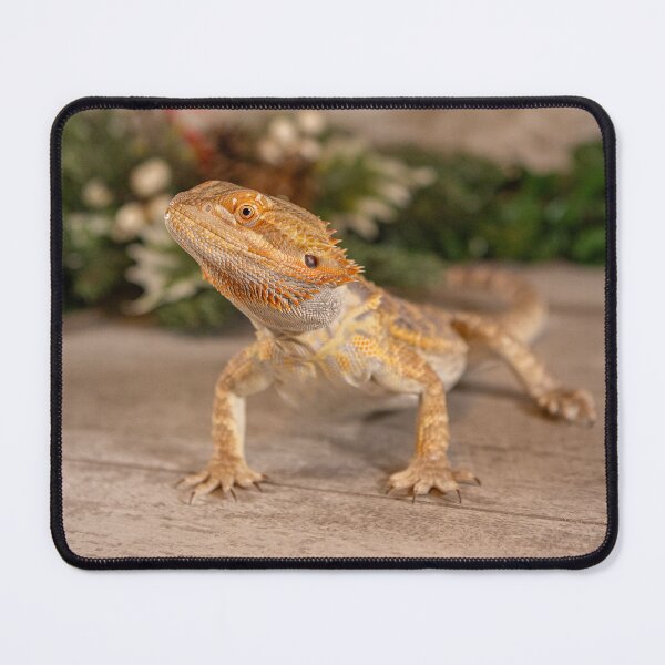 Item preview, Bearded Dragon posing nicely designed and sold by PTPhotoLLC.
