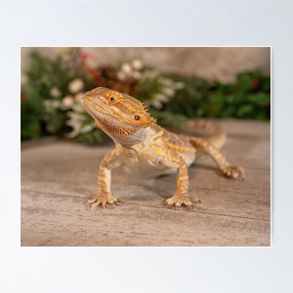 Item preview, Bearded Dragon posing nicely designed and sold by PTPhotoLLC.