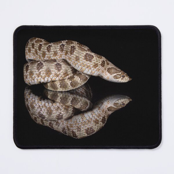 Item preview, Hognose snake with reflection designed and sold by PTPhotoLLC.