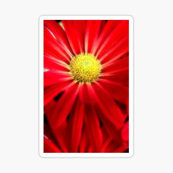 Item preview, Vivid Red Pansy – Close-Up Floral Photography designed and sold by SL Timeless Moments .