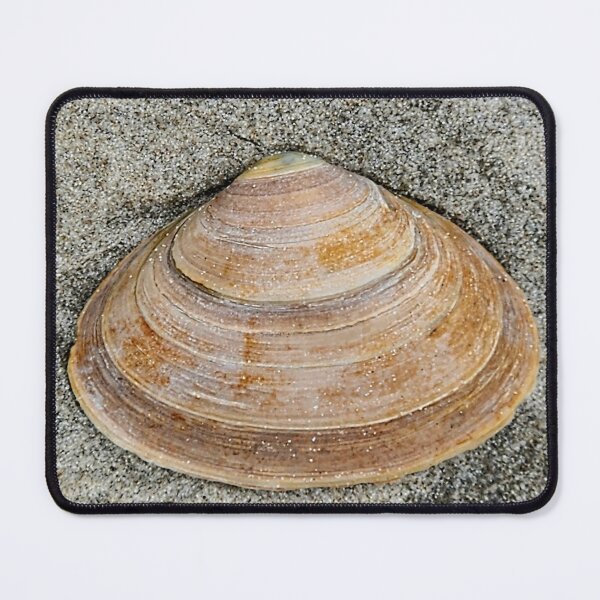 Item preview, Shell photograph that I took designed and sold by Raineylanes.