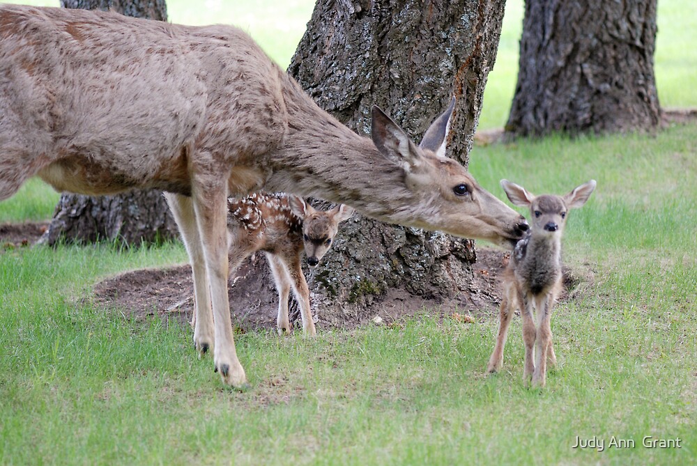 Bambi Twins By Judy Ann Grant Redbubble