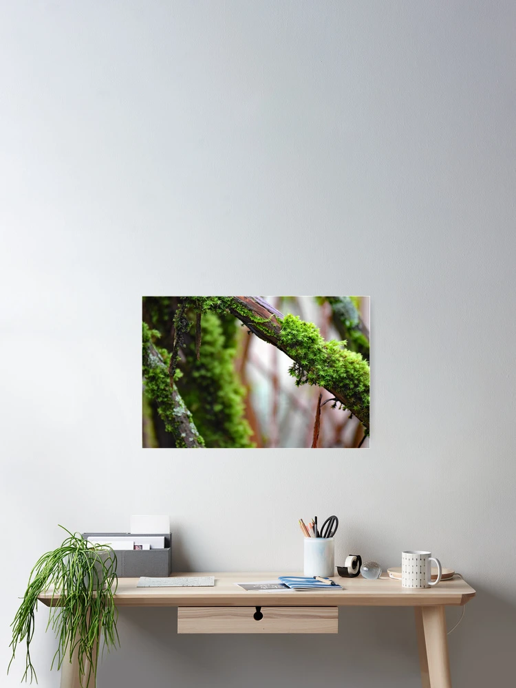 Thumbnail 2 of 3, Poster, Bristle Moss Point Reyes designed and sold by Tracy Engle.
