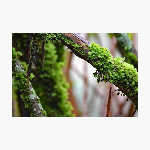 Item preview, Bristle Moss Point Reyes designed and sold by Tracy Engle.