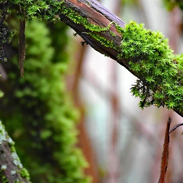 Artwork thumbnail, Bristle Moss Point Reyes by Tracy Engle