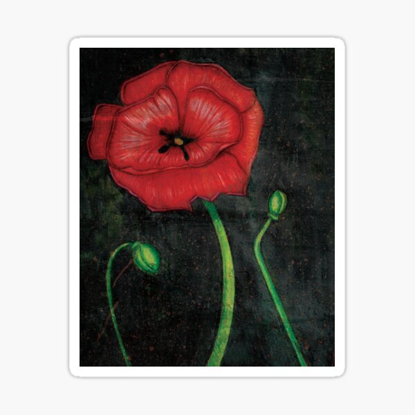 Scarlet Poppy – Striking Red Wildflower Botanical Illustration Sticker