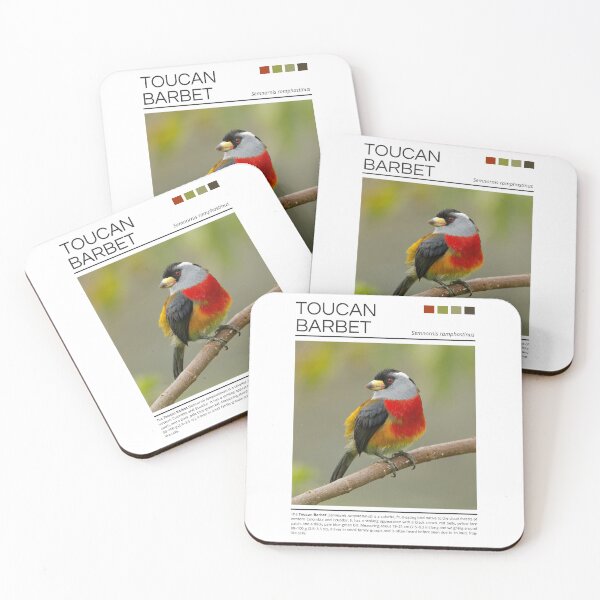 Item preview, Toucan Barbet designed and sold by StudioRedKoala.