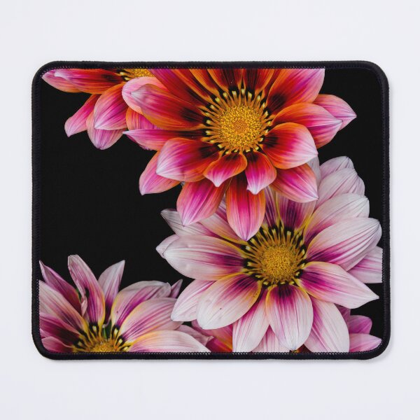 Item preview, Gazania designed and sold by Steven Weeks.