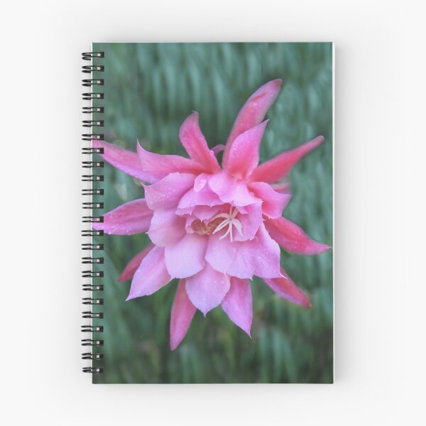 Item preview, Cactus Flower designed and sold by heatherfriedman.