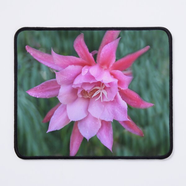 Item preview, Cactus Flower designed and sold by heatherfriedman.