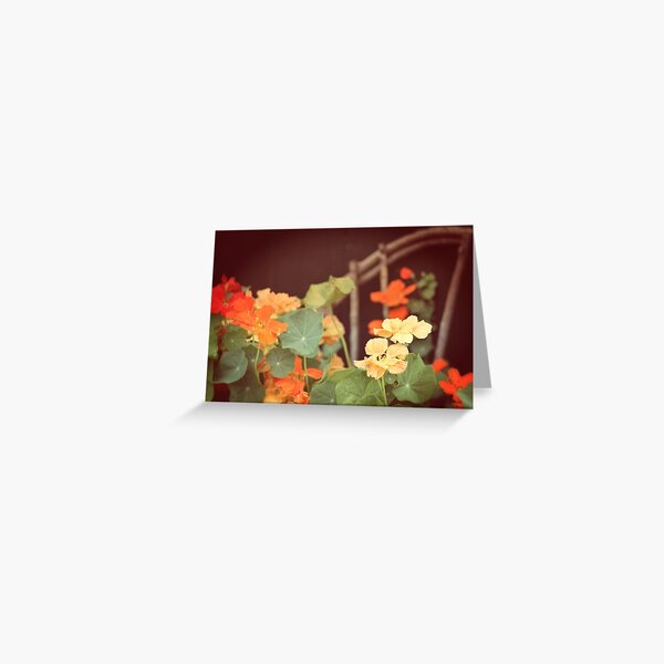Vintage Nasturtiums Greeting Card