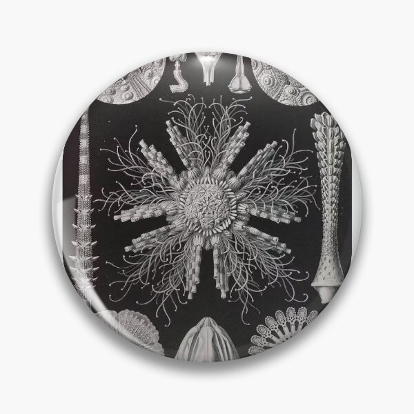 Item preview, Vintage Marine Life Print Haeckel Echinoderms designed and sold by Public-Works.