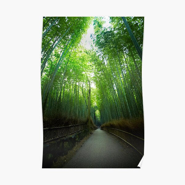 Bamboo Forrest Poster