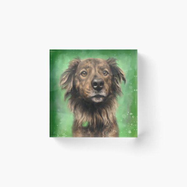 Item preview, Painting of a Brown Brindle Long Hair Dutch Shepherd Staring Directly At You on Green Background designed and sold by ibadishi.