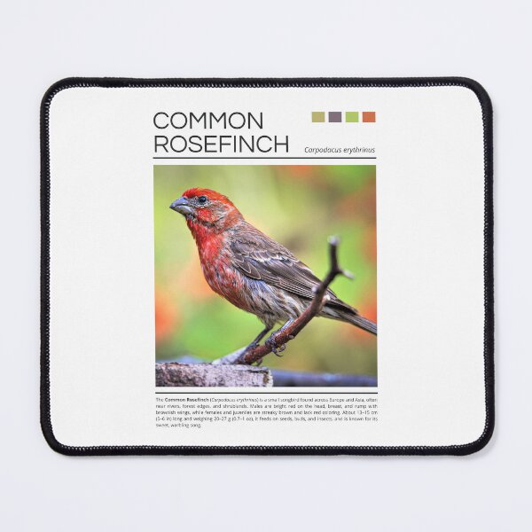 Item preview, Common Rosefinch designed and sold by StudioRedKoala.