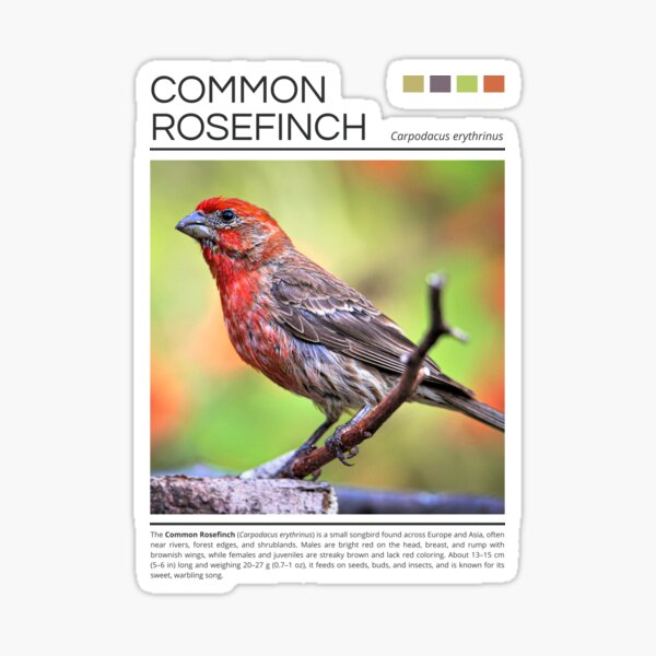 Item preview, Common Rosefinch designed and sold by StudioRedKoala.